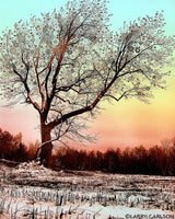 Winter Star Tree - psychedelic art