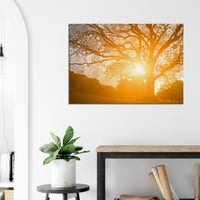 Morning Star Tree - Canvas